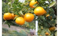 和田果樹園の柑橘 「はるみ」 5kg【1088800】