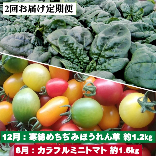 ＜2025年12月・2026年8月お届け＞大作農園　寒締めちぢみほうれん草約1.2kg・カラフルミニトマト約1.5kg　2回お届け定期便 SBTR006 2347779 - 北海道壮瞥町