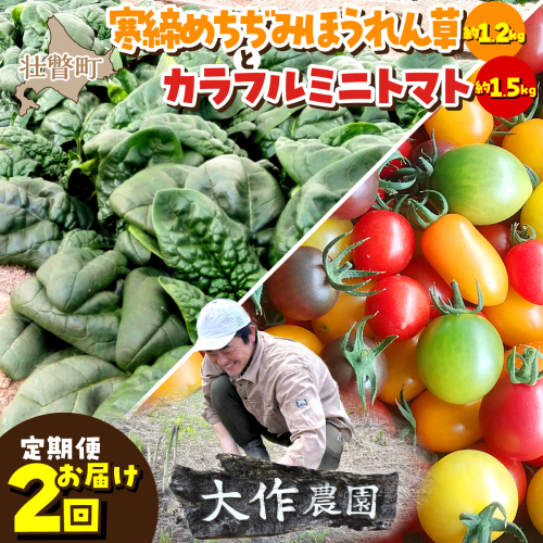 ＜2026年12月・2027年8月お届け＞大作農園　寒締めちぢみほうれん草約1.2kg・カラフルミニトマト約1.5kg　2回お届け定期便 SBTR006 2347779 - 北海道壮瞥町