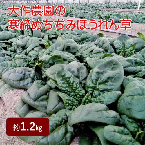＜2025年12月上旬よりお届け＞大作農園の寒締めちぢみほうれん草　約1.2kg SBTR001 2347825 - 北海道壮瞥町