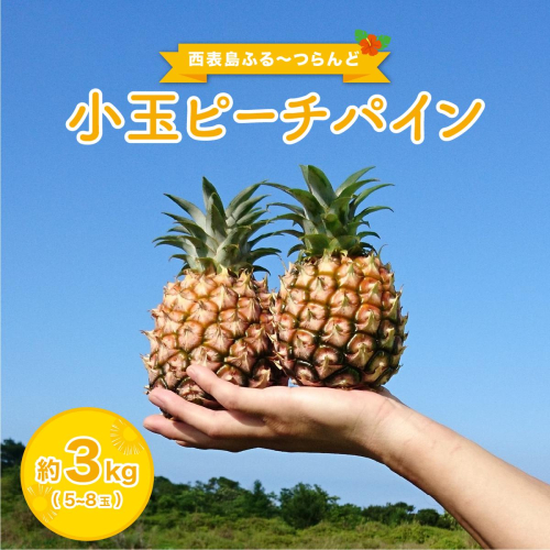 2026年 先行予約 小玉 ピーチパイン 約3kg 5～8玉 ★西表島ふる～つらんど★美味しさギュッと！ 果物 フルーツ パイン 2347826 - 沖縄県竹富町