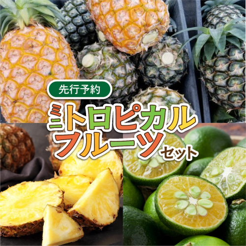 2026年 先行予約 ミニトロピカルフルーツ セット パイン シークワーサー ☆西表島ふる～つらんど☆ 果物 フルーツ 2347875 - 沖縄県竹富町
