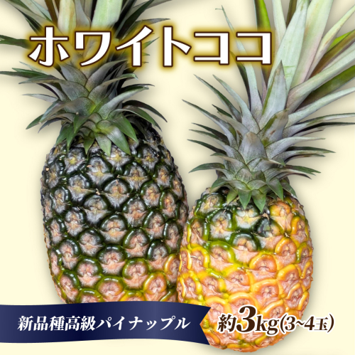 新品種高級パイナップル ホワイトココ 希少品種 ココナッツの香り 約3kg（3～4玉） 2347877 - 沖縄県竹富町