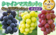 2026年先行受付【若林農園】シャインマスカットと旬の3種のぶどう詰め合わせセット 約2kg｜シャインマスカット、クイーンニーナ、クイーンルージュ(R)、シナノスマイル、種なし巨峰、ナガノパープル、雄宝など 3〜5房（3種）※2026年9月中旬～10月中旬順次発送
