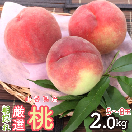 ＜2026年発送＞ 朝採れ！厳選！山梨県産 桃2Kｇ 5～8玉 SWCM001-2kg
 2348931 - 山梨県昭和町