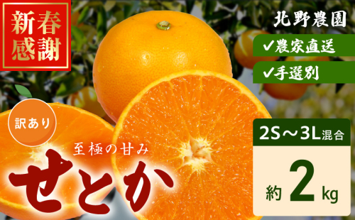 DZ6230_ご家庭用 せとか 和歌山 有田 2S～3Lサイズ 大きさお任せ 約2kg 2349091 - 和歌山県湯浅町