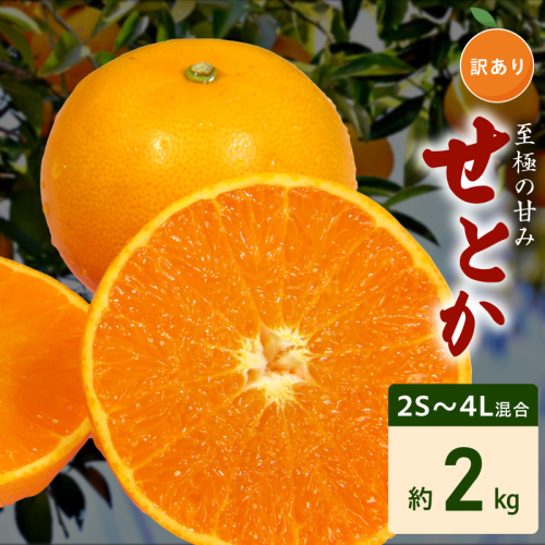 【2027年先行予約】訳あり せとか 和歌山 有田 2S～4Lサイズ混合 約2kg_DZ6230 2349091 - 和歌山県湯浅町