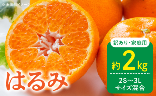 DZ6219_【2026年先行予約】訳あり 家庭用 はるみ 和歌山 有田 2S～3Lサイズ混合 約2kg 2349092 - 和歌山県湯浅町