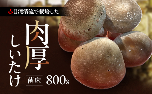 赤目滝清流で栽培した肉厚しいたけ（菌床）800g　椎茸　三重県産 2349775 - 三重県名張市