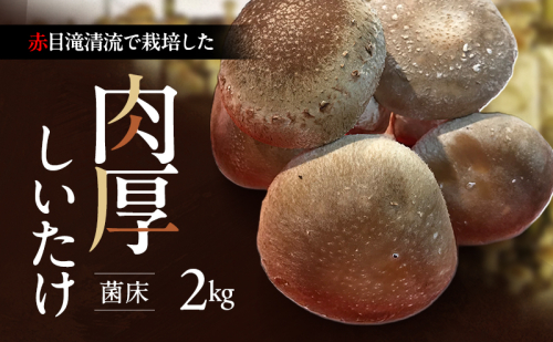 赤目滝清流で栽培した肉厚しいたけ（菌床）2kg　椎茸　三重県産 2349776 - 三重県名張市