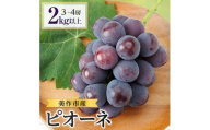 2026年先行受付　美作市産ピオーネ　2kg以上(3～4房)【1147830】