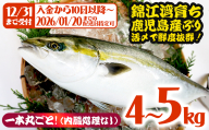 B2-8002／【予約販売 12月中旬以降順次発送】鹿児島県産 ぶり まるごと1尾 4kg以上 (内臓処理なし）