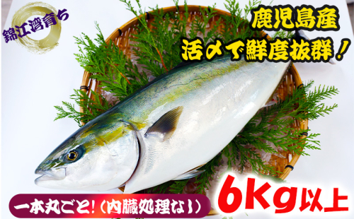 C3-8001／【予約販売 12月中旬以降順次発送】鹿児島県産 ぶり まるごと1尾 6kg以上（内臓処理なし） 2351025 - 鹿児島県垂水市