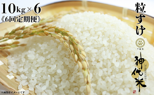 《6回定期便》神代米（粒すけ）　精白米　10kg ／ 米 こめ コメ ごはん ご飯 神代米 粒すけ 令和7年産 新米 精米 10kg 定期便 送料無料 2351404 - 千葉県東庄町