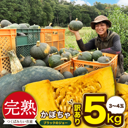 【 訳アリ 】完熟かぼちゃ ブラックのジョー 5kg（3～4玉） かぼちゃ 生かぼちゃ ほくほく ねっとり 甘い 国産 茨城県産 訳アリ お取り寄せ 野菜 国産 ［FA19-NT］ 2351458 - 茨城県つくばみらい市