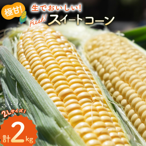 AJ454【令和8年度出荷分】 とうもろこし スイートコーン イエロー 2kg 5本 2Lサイズ [ トウモロコシ コーン ゴールドラッシュ 野菜 2キロ さかいさんち SAKAI FARM 長崎県 島原市 ] 2351844 - 長崎県島原市