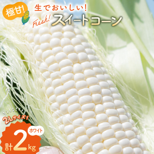 AJ453【令和8年度出荷分】 とうもろこし スイートコーン ホワイト 2kg 5本 2Lサイズ [ トウモロコシ コーン ホワイトコーン 野菜 2キロ さかいさんち SAKAI FARM 長崎県 島原市 ] 2351845 - 長崎県島原市