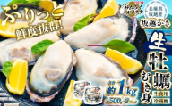 坂越かき むき身 約500g×2パック 計約1kg【2026年1月上旬～2026年3月下旬頃発送予定】／ 牡蠣 かき カキ オイスター サムライオイスター 生牡蠣 魚介 貝 海産物 生食 パック 兵庫県 赤穂市