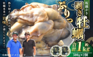 牡蠣 坂越かき 剥き牡蠣 約500g×2パック 計約1kg【2025年12月上旬～2026年4月下旬まで発送予定】／ かき カキ オイスター 生牡蠣 剥き身 魚介 貝 海産物 生食 パック 兵庫県 赤穂市