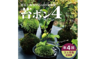 【4回定期便】苔玉と和BONSAIの定期便「苔ボン4」 SL0239