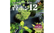【12回定期便】苔玉と和BONSAIの定期便「苔ボン12」 SL0240