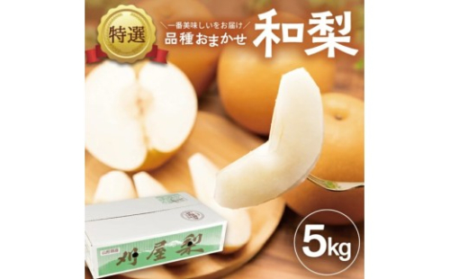 酒田産【特選】和梨 約5kg (玉数おまかせ) 品種おまかせ : 晩生種 あきづき梨 南水梨 新興梨 大天梨 甘太 王秋 SB0942 2355307 - 山形県酒田市