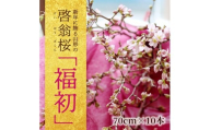 新年に飾る山形の桜 「福初2026」 酒田市の高橋さんの啓翁桜 70cm SL0266