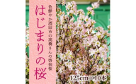 春を告げる庄内の桜 「はじまりの桜2026」 酒田市の高橋さんの啓翁桜 125cm SL0267