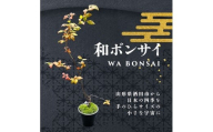 和ボンサイ(WA BONSAI）) 季節を感じる小さな宇宙 SL0275