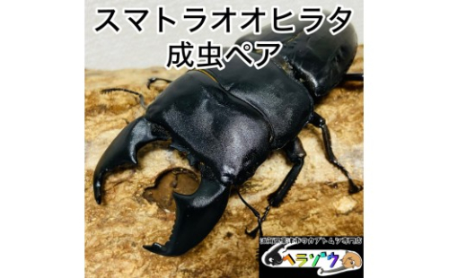 スマトラオオヒラタ 90mmUP 成虫 ペア 2357853 - 滋賀県草津市