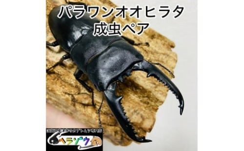 パラワンオオヒラタ 95mmUP 成虫 ペア 2357854 - 滋賀県草津市