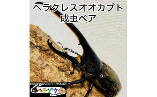 ヘラクレスオオカブト 130mmUP 成虫 ペア 2357855 - 滋賀県草津市