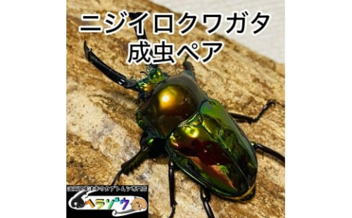 ニジイロクワガタ 50mmUP 成虫 ペア 2357856 - 滋賀県草津市