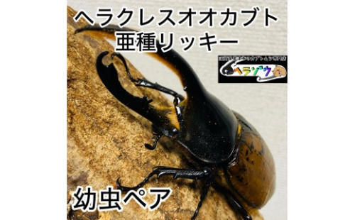 ヘラクレスオオカブト 亜種リッキー 幼虫 ペア 2357857 - 滋賀県草津市