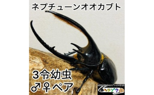 ネプチューンオオカブト 幼虫 ペア 2357858 - 滋賀県草津市