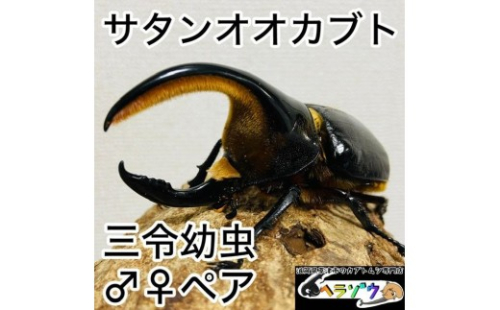 サタンオオカブト 幼虫 ペア 2357859 - 滋賀県草津市
