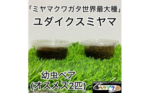 ユダイクスミヤマクワガタ 幼虫 ペア 2357860 - 滋賀県草津市