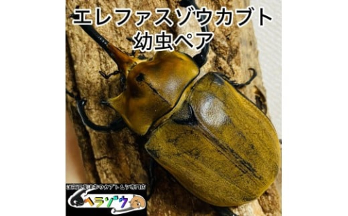 エレファスゾウカブト 幼虫 ペア 2357861 - 滋賀県草津市