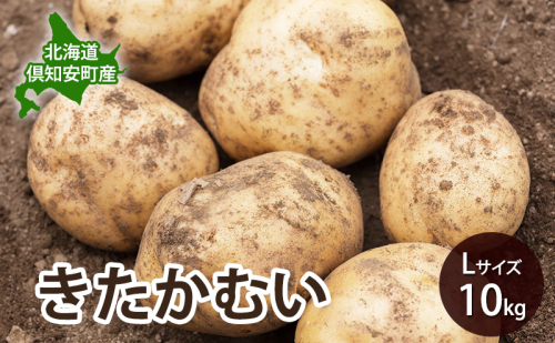 【 2026年 出荷 先行予約 】 北海道 倶知安 産 じゃがいも  きたかむい  L サイズ 10kg 馬鈴薯 いも 芋 グリーンアースファーム 農家 直送 野菜 産地直送 2358434 - 北海道倶知安町