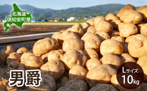 【 2026年 出荷 先行予約 】 北海道 倶知安 産 じゃがいも  男爵  L サイズ 10kg 馬鈴薯 いも 芋 グリーンアースファーム 農家 直送 野菜 産地直送 2358435 - 北海道倶知安町