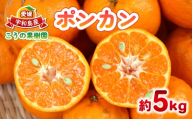 ポンカン 5kg こうの果樹園 愛媛みかん 愛媛蜜柑 愛媛ミカン 蜜柑 みかん mikan 先行予約 果物 くだもの フルーツ 柑橘 濃厚 甘い 甘味 産地直送 農家直送 数量限定 国産 愛媛 宇和島 B010-182005