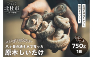 原木しいたけ 1箱 750ｇ きのこ 椎茸 八ヶ岳 湧水 栄養 菌打ち 収穫 料理 山梨県 北杜市