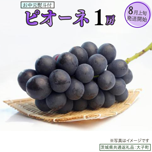 【 お中元 熨斗付き 】 ピオーネ １房 【2026年8月上旬発送開始】(茨城県共通返礼品：大子町)	 ブドウ ぶどう 葡萄 ピオーネ 果物 フルーツ 果実 2358874 - 茨城県牛久市