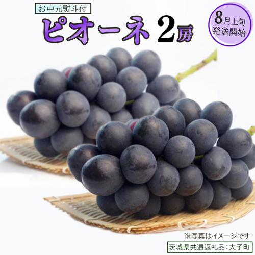 【 お中元 熨斗付き 】 ピオーネ ２房 【2026年8月上旬発送開始】(茨城県共通返礼品：大子町)	 ブドウ ぶどう 葡萄 ピオーネ 果物 フルーツ 果実 2358892 - 茨城県牛久市