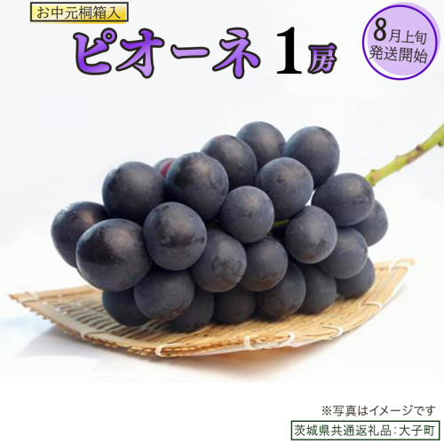 【 お中元 桐箱入り】 ピオーネ １房 【2026年8月上旬発送開始】(茨城県共通返礼品：大子町) ブドウ ぶどう 葡萄 ピオーネ 果物 フルーツ 果実 贈答用 贈り物 ギフト プレゼント 2358894 - 茨城県牛久市