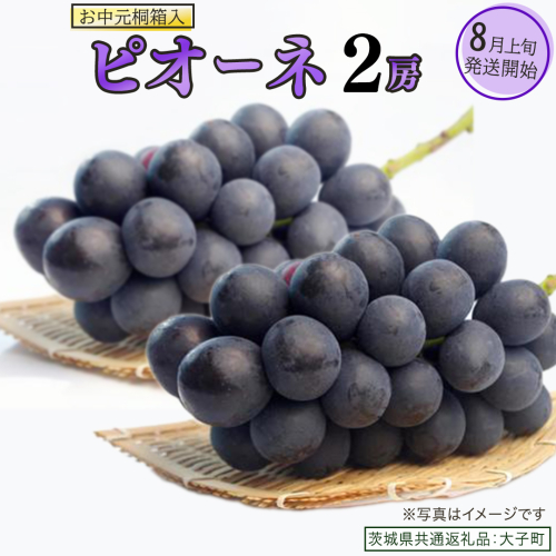 【 お中元 桐箱入り】 ピオーネ ２房 【2026年8月上旬発送開始】(茨城県共通返礼品：大子町) ブドウ ぶどう 葡萄 ピオーネ 果物 フルーツ 果実 贈答用 贈り物 ギフト プレゼント 2358895 - 茨城県牛久市