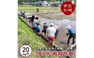 伊豆松崎稲作塾(1名様)お米20kg付き