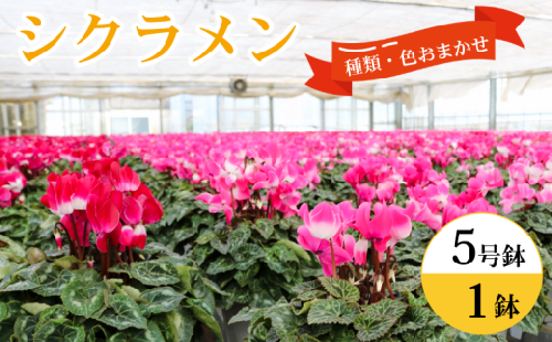 シクラメン 5号鉢 約15cm×1株 生産者 良い株選別 色・種類 お任せ お花 鉢 鉢植え ギフト 冬の花 贈物 贈り物 クリスマス プレゼント 可愛い 贈答用 赤 ピンク 紫 白 フリンジ咲 大輪 小輪  丈夫 生産者直送 ハウス直送 ハート型葉 耐寒性 5寸鉢 送料無料 ふるさと納税 ふるさと納税花 ふるさと納税鉢植え 千葉県 銚子市 木村園芸 【11月上旬～12月上旬頃発送予定】 2359321 - 千葉県銚子市