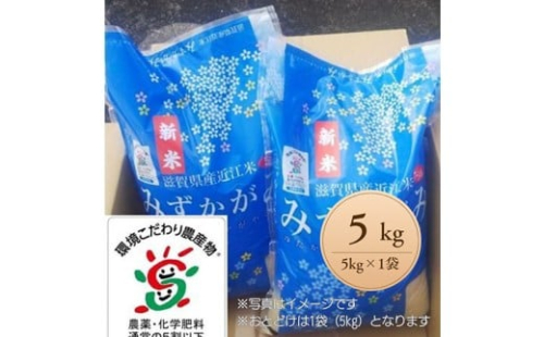 【新米】【7年産】滋賀県近江米「みずかがみ」【環境こだわり米】白米5kg(5kg×1袋)【FM05W】 2359622 - 滋賀県近江八幡市