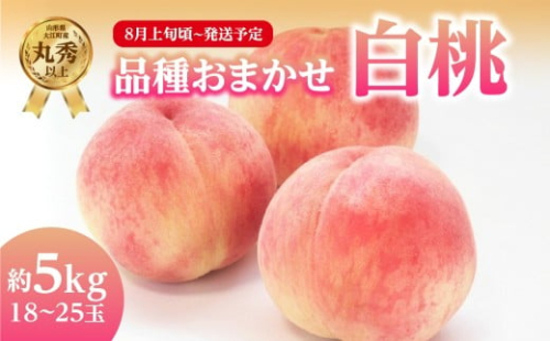 《先行受付》品種おまかせ 白桃 約5kg【丸秀以上】 （18～25玉）【2026年8月上旬頃～9月中旬発送予定】 【001-101】 2359670 - 山形県大江町